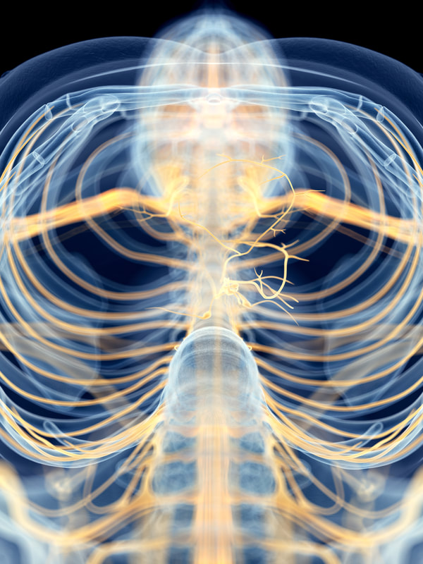 Medically accurate illustration of the Vagus Nerve
